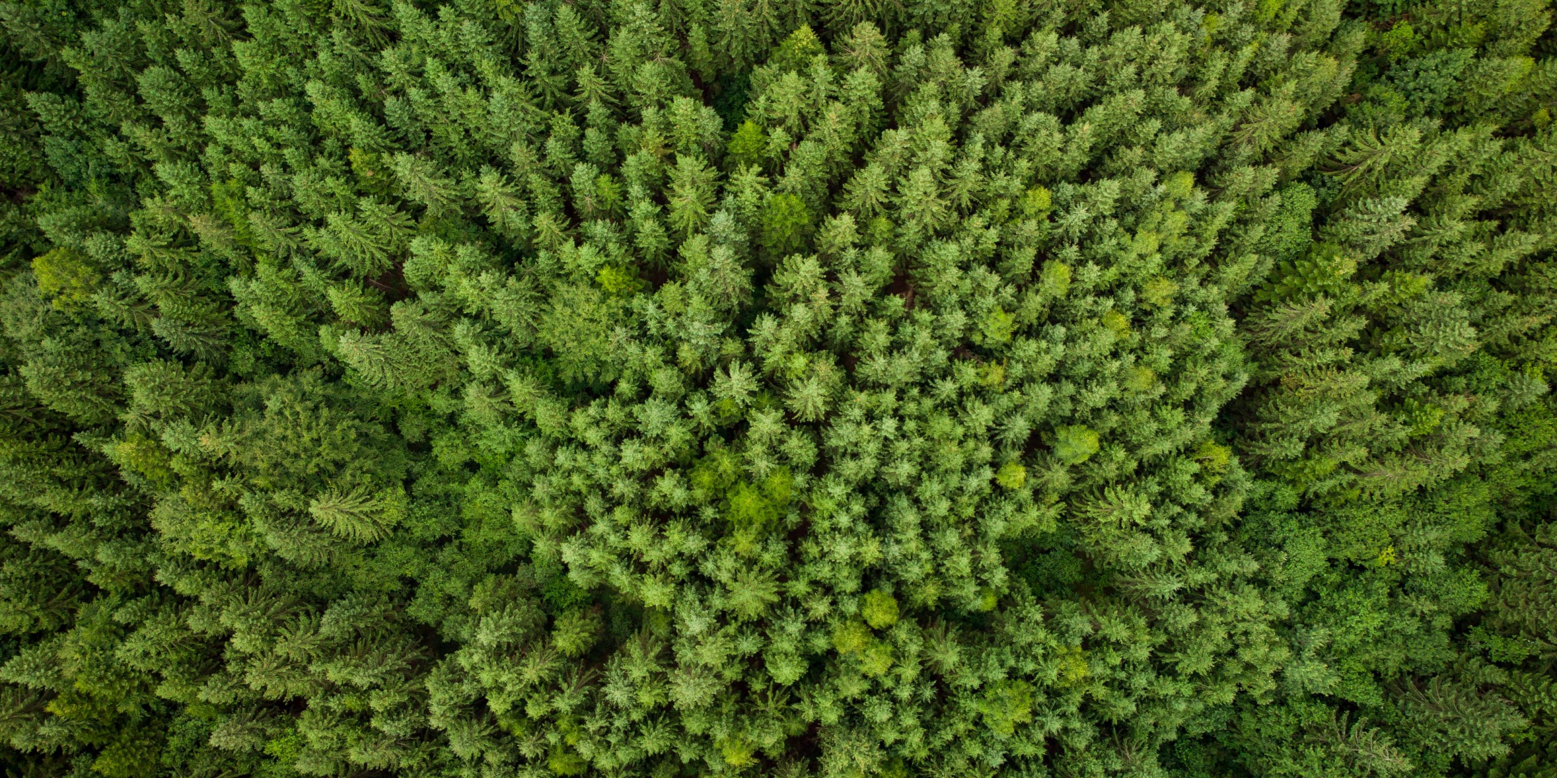 Natuur foto, mooi bos